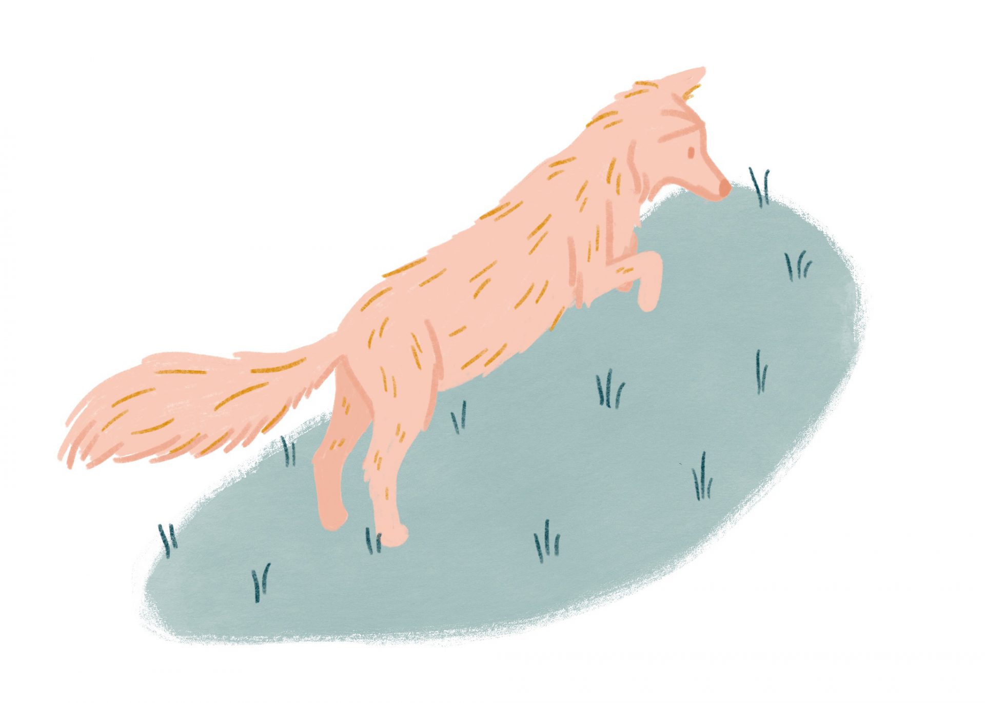 An illustration of a coyote