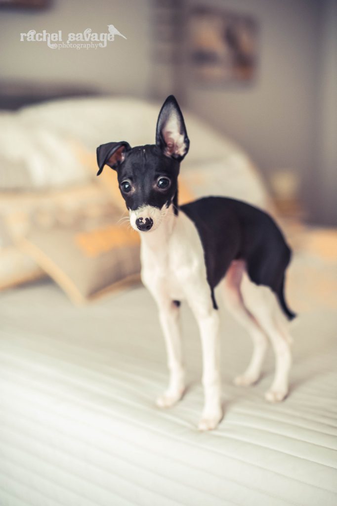 A photograph of an italian greyhound puppy, taken by Rachel Savage