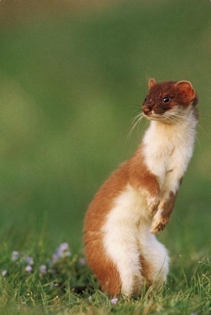 A photograph of a weasel, photographed by Mark Hamblin