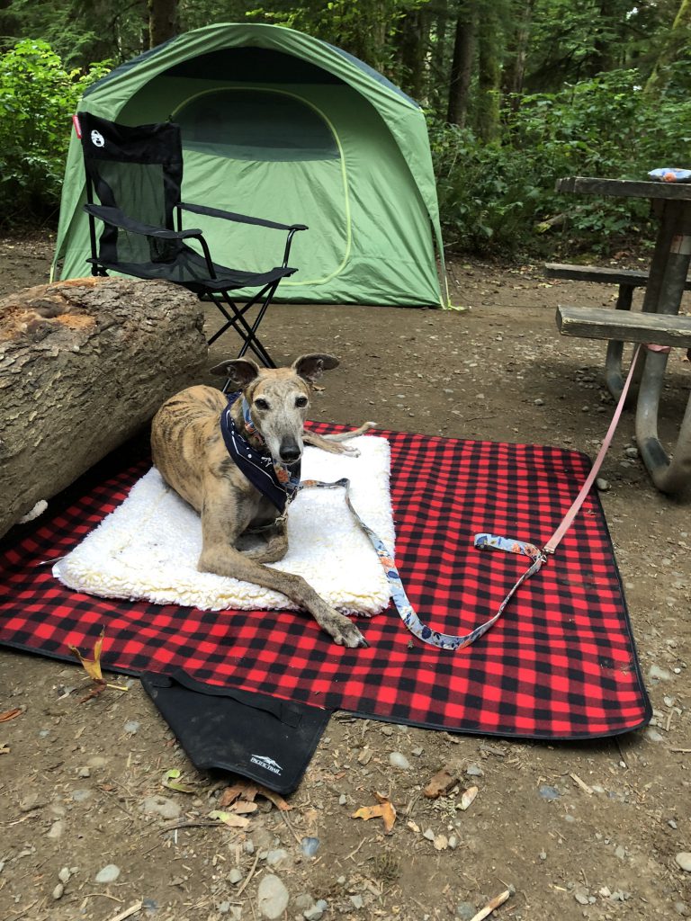 Greer the greyhound lies outside a camping tent