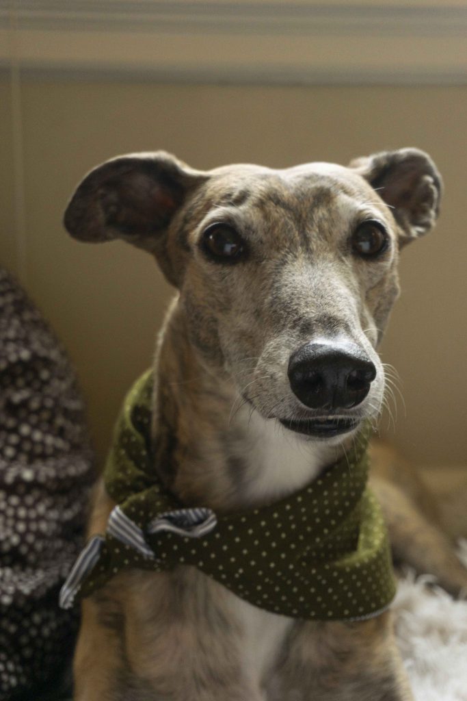 Adorable greyhound, Greer, wearing her homemade green bandana