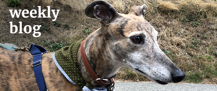 The words "weekly blog" next to an adorable greyhound wearing a homemade bandana