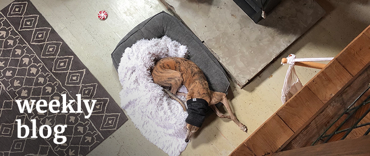 An overhead view of a cabin room, and a greyhound sleeping below