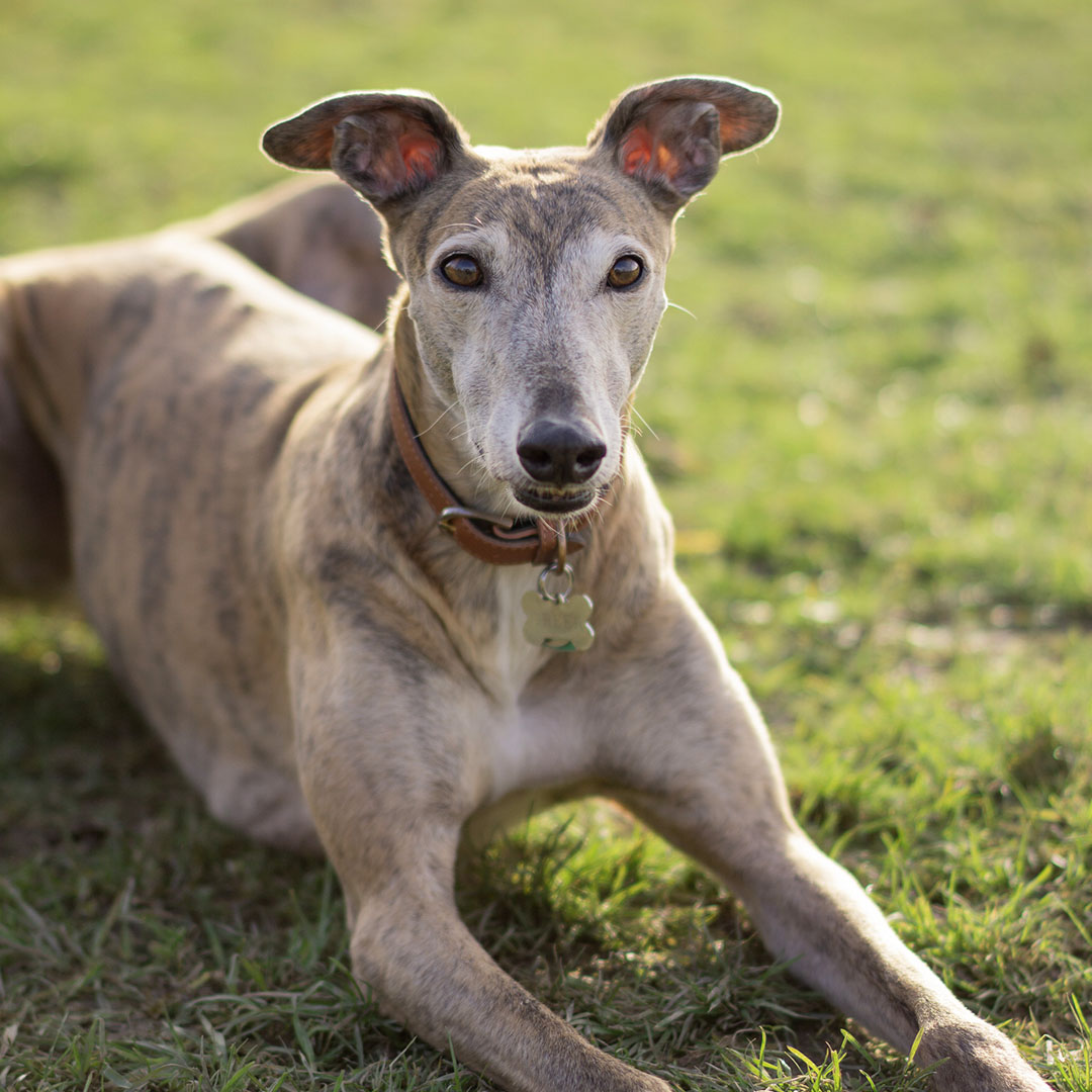 Greer the greyhound lays in teh grass and sun and looks at the camera with ears perked up